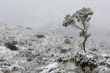 Cradle Mountain in snow, Tasmania Australia