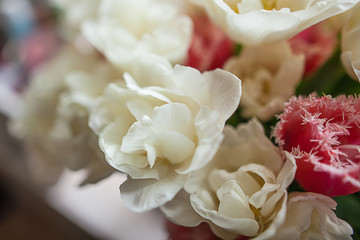 Bouquet of pink and white tulips on a light background in gentle tones