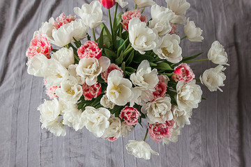 Bouquet of pink and white tulips on a gray background in gentle tones
