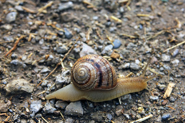brown snail round shell with stripes and with long horns crawling on soil ground closeup