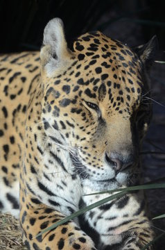 Leopardo triste