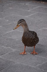 Obraz premium Pato