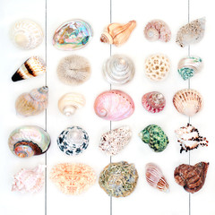 Seashell collection on rustic white wood background. Top view.