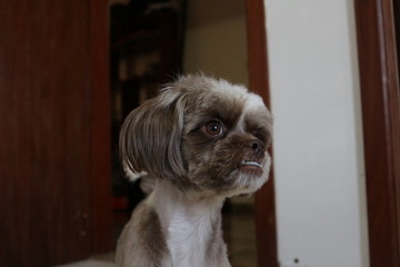 Cachorro