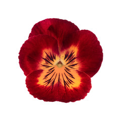 beautiful red viola flower, top view flower concept