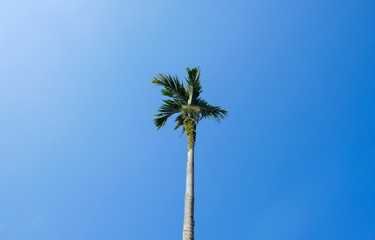 Palm tree against clear sky