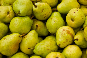 lots of pears collected in a bins at the time of their collection at the production stage.