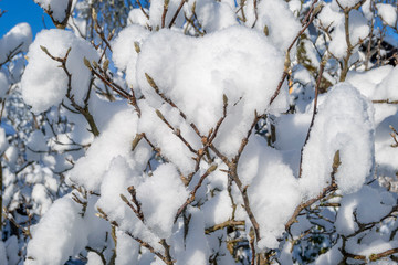 Neuschnee im Garten