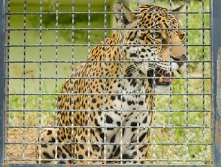 Onça Pintada - Jaguar - Panthera