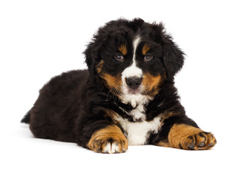 little bernese mountain dog puppy