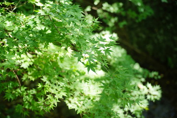 green leaves