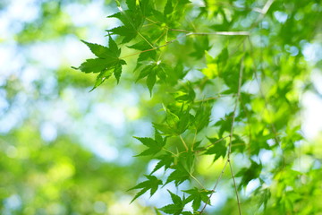 green leaves of tree