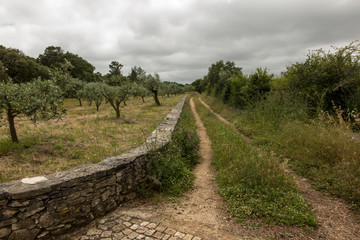 Fototapeta na wymiar a country road among fields with olive trees in Portugal,