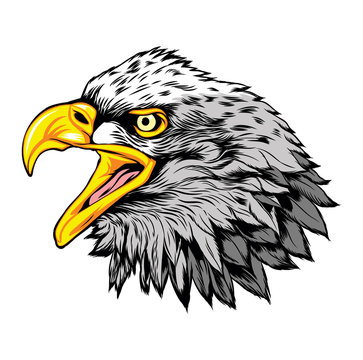 Head of Eagle Mascot Vector Logo,  Vector Illustration, Isolated Vector