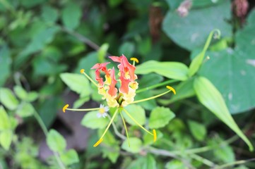 Honeysuckle flower with red and yellow petals (Maldives, Ari Atoll)