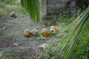 Coconuts on the ground (Ari Atoll, Maldives)