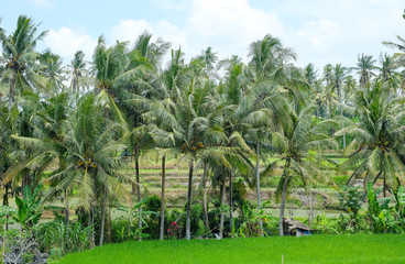 Rice fields in Bali 