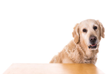 happy dog ​​with food on white background