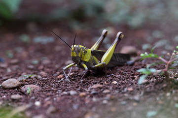 wood grasshopper in the garden in the afternoon