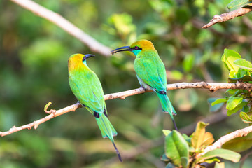 Green bee eater. Yala National Park. Sri Lanka.