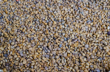 Luwak coffee beans fresh on drying