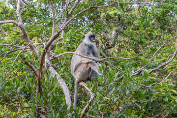 Purple faced langur. Yala National Park. Sri Lanka.