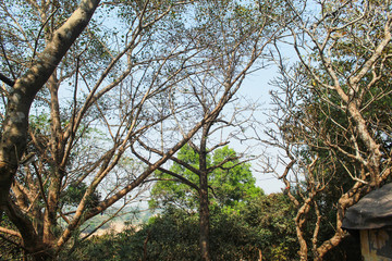 beautiful tree and sky