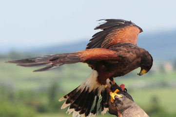 Falco sul guanto del falconiere