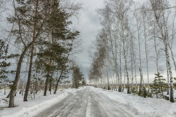 Road in winter forest.