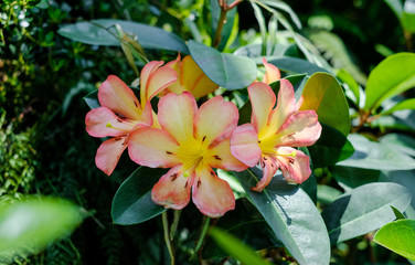 Fototapeta premium Blooming Alstroemeria in the garden