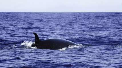 Cetaceans or Marine mammals swimming in the peaceful region of Azores and Madeira in the middle of the Atlantic Ocean