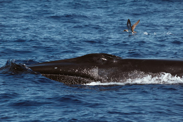 Fototapeta premium Cetaceans or Marine mammals swimming in the peaceful region of Azores and Madeira in the middle of the Atlantic Ocean