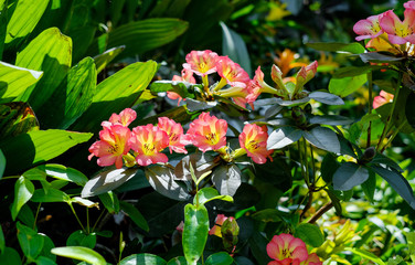 Blooming Alstroemeria in the garden