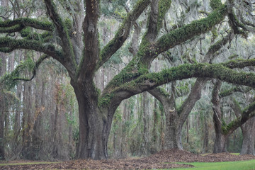 Fototapeta premium Oak Trees