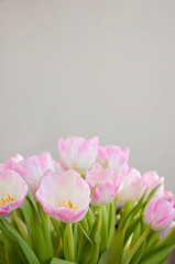 A closeup of soft pink tulips for Mother's Day and as a Spring interior decoration
