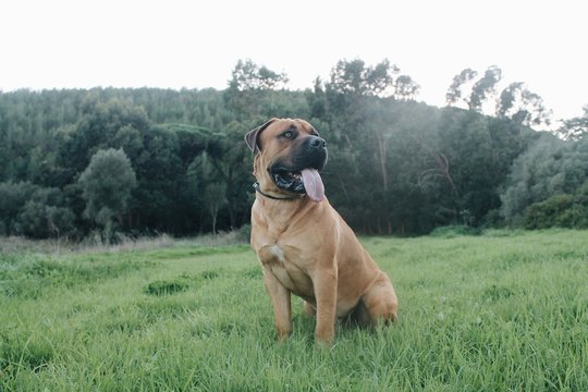 Big dog (Boerboel Breed) sitting in grass with beautiful dark green landscape forest background