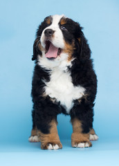 bernese mountain dog puppy