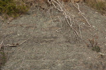 limestone texture