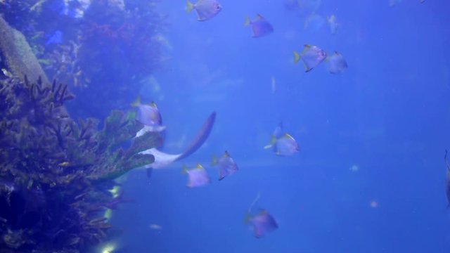 Tropical fish float in a large aquarium along with small sharks. Blue water color as background