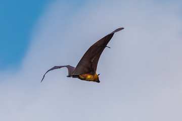 Fruit bat trees (Flying fox). Tissamaharama, Sri Lanka.