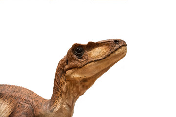 Velociraptor isolated on white background