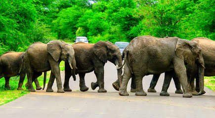 elephant herd crosses the road