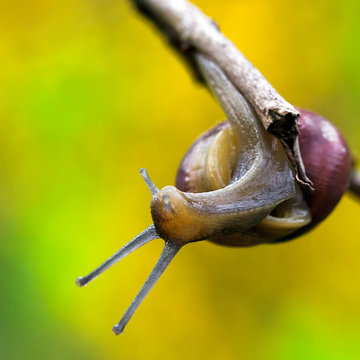Die Schnecke legt sich scharf in die Kurve