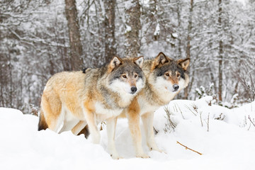 Two magnificent wolves in wolf pack in cold winter forest