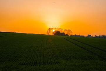 Sunset over the fields
