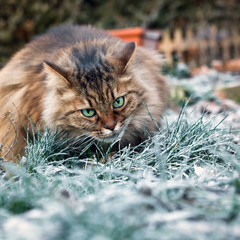 Eisblaue Augen