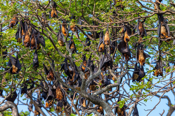 Fruit bat trees (Flying fox). Tissamaharama, Sri Lanka.