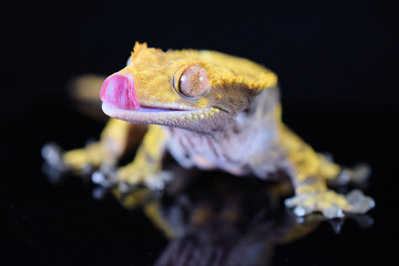 Crested gecko