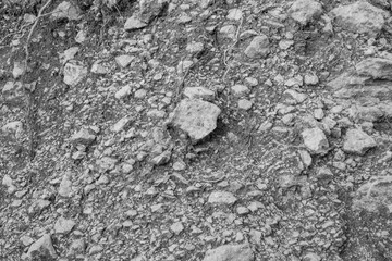 Gray abstract background of rocky soil with plant roots. The backdrop surface has a natural color. Nature texture for branding, calendar, card, banner, cover, header for website
