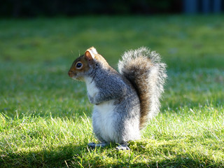 Cute gray squirrel in springtime
